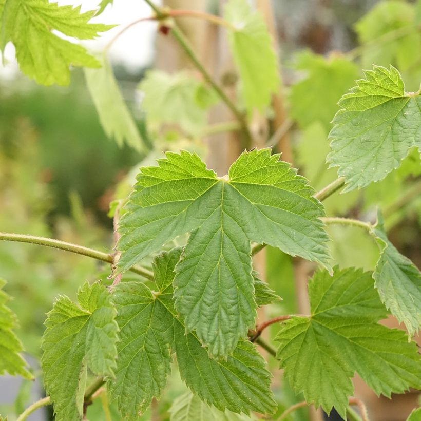 Lúpulo Pure (Folhagem)
