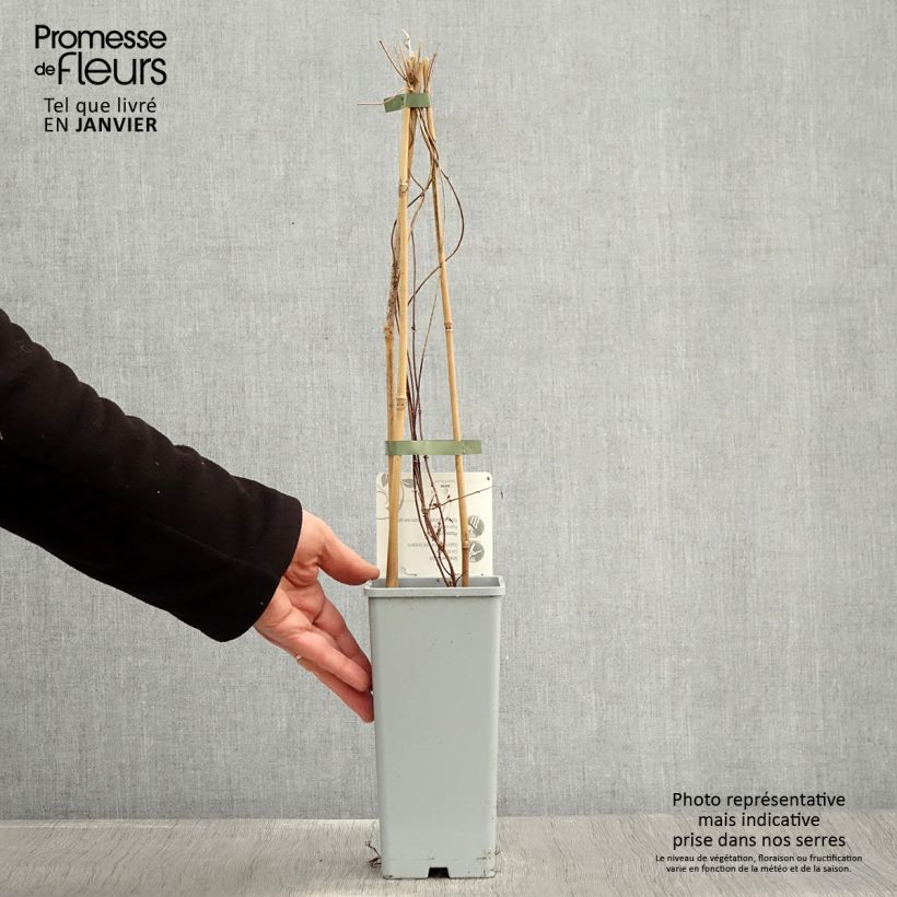 Amostra de Houblon femelle Pure - Humulus lupulus Vaso de 1,5 L/2 L tal como entregue no inverno