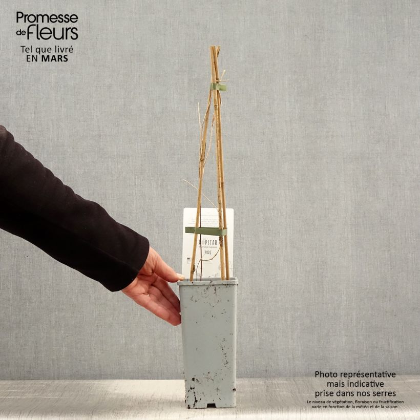 Amostra de Lúpulo Pure Vaso de 1,5 L/2 L tal como entregue na primavera