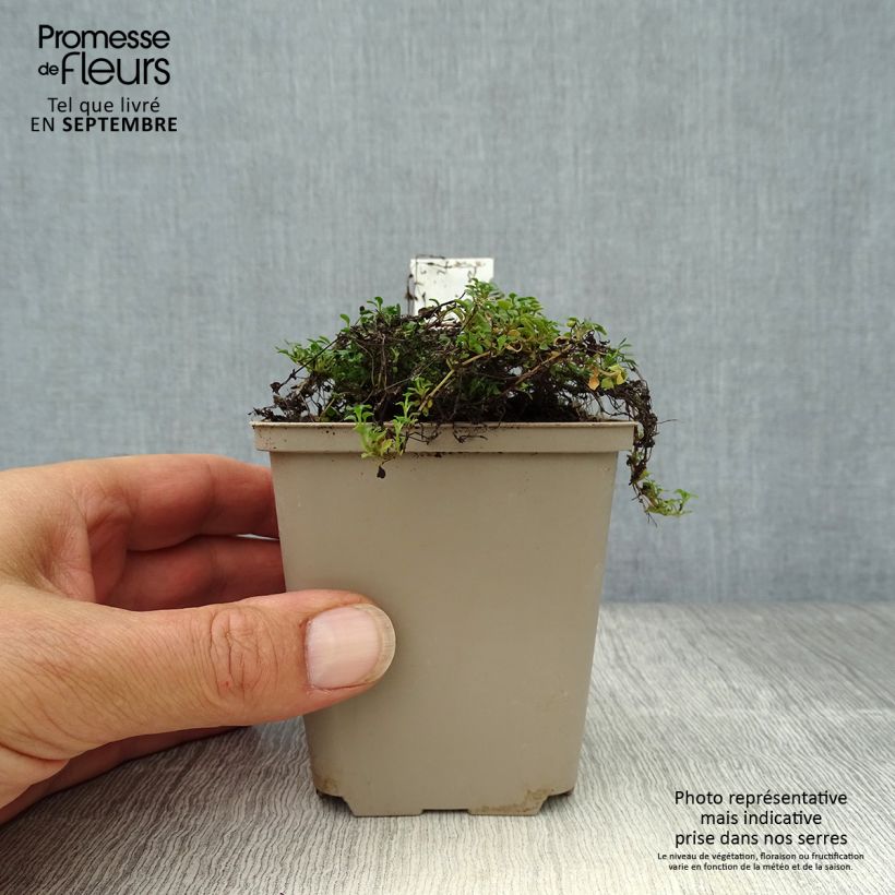 Amostra de Houstonia caerulea Millard's Variety Vaso de 8/9 cm tal como entregue no outono