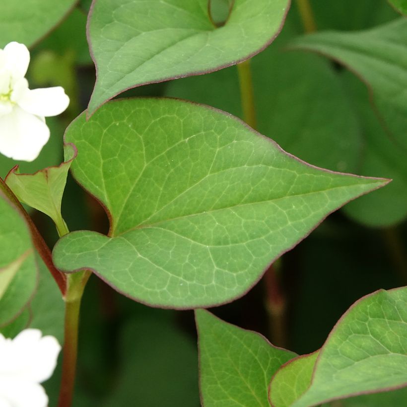 Houttuynia cordata (Folhagem)
