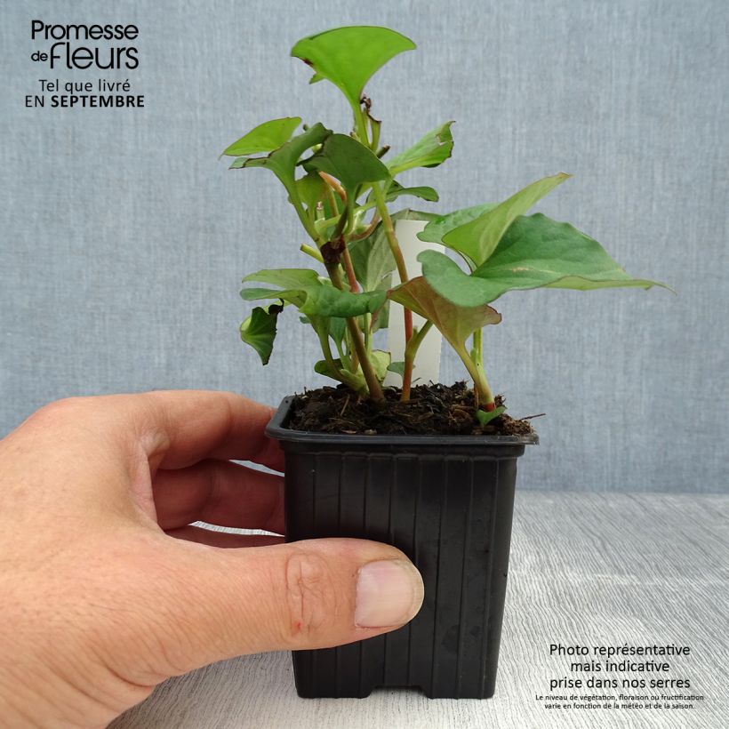 Amostra de Houttuynia cordata Vaso de 8/9 cm tal como entregue no outono