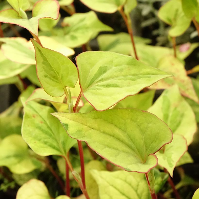 Houttuynia cordata (Folhagem)