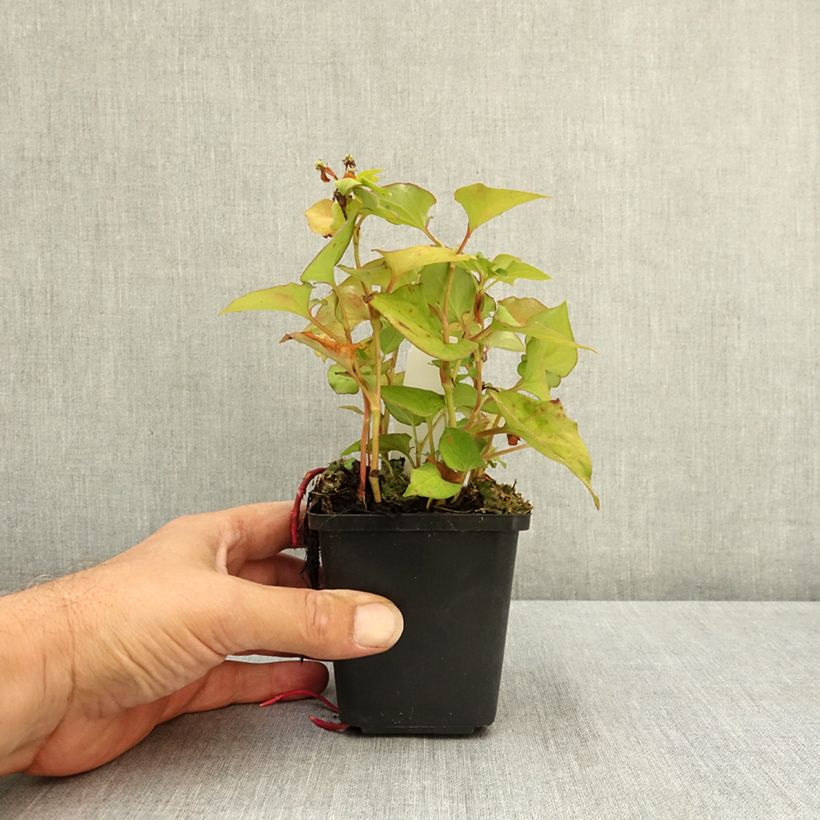 Amostra de Houttuynia cordata Flore Pleno Vaso de 8/9 cm tal como entregue no verão