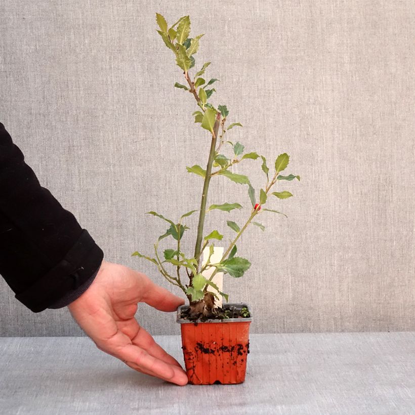 Amostra de Houx américain - Ilex meserveae Magical Amoro Rosso Vaso de 8/9 cm tal como entregue no inverno
