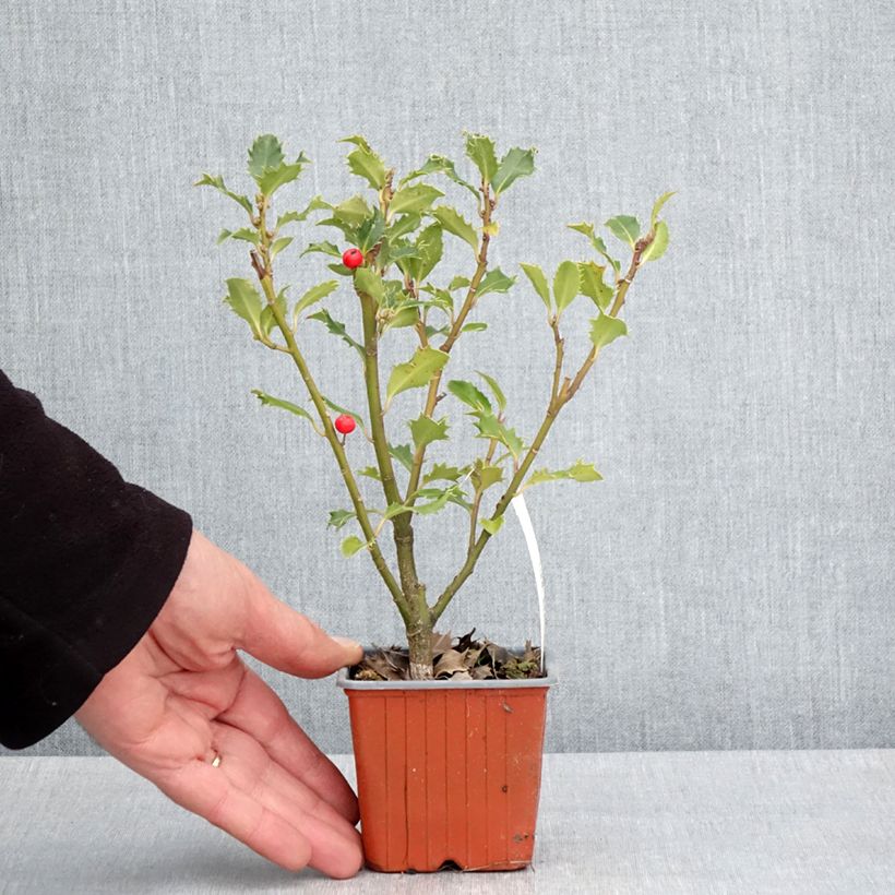 Amostra de Azevinho azul Magical Amoro Rosso Vaso de 8/9 cm tal como entregue na primavera