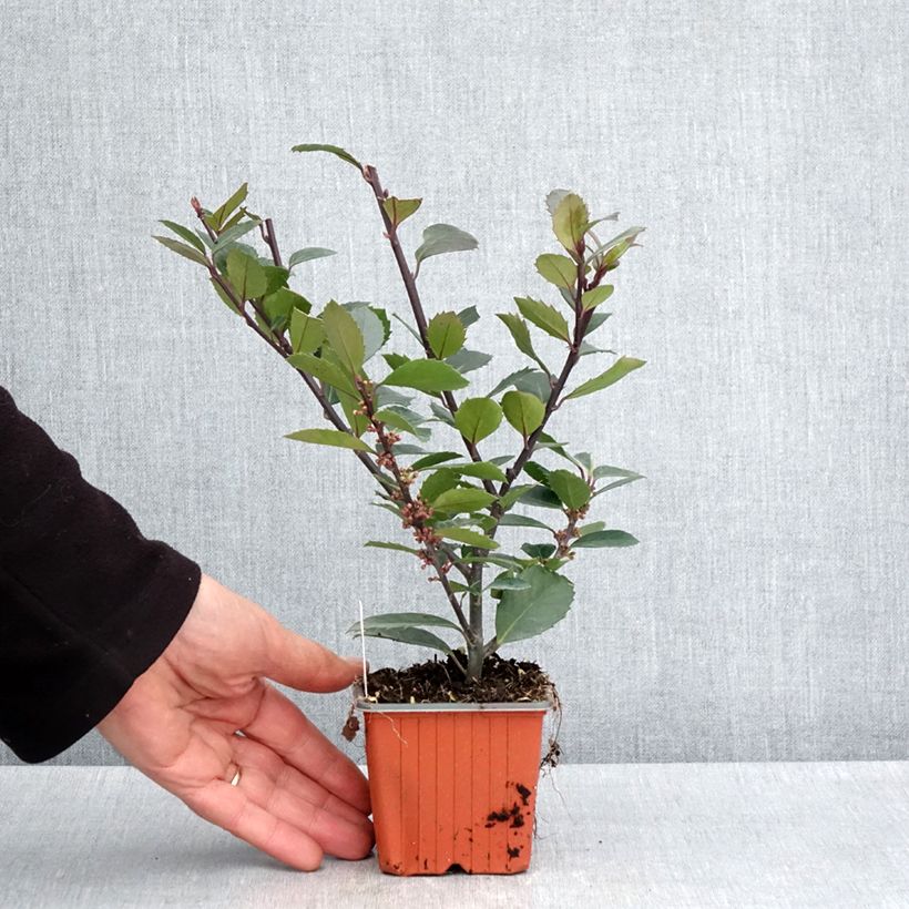 Amostra de Azevinho azul Heckenblau Vaso de 8/9 cm tal como entregue na primavera