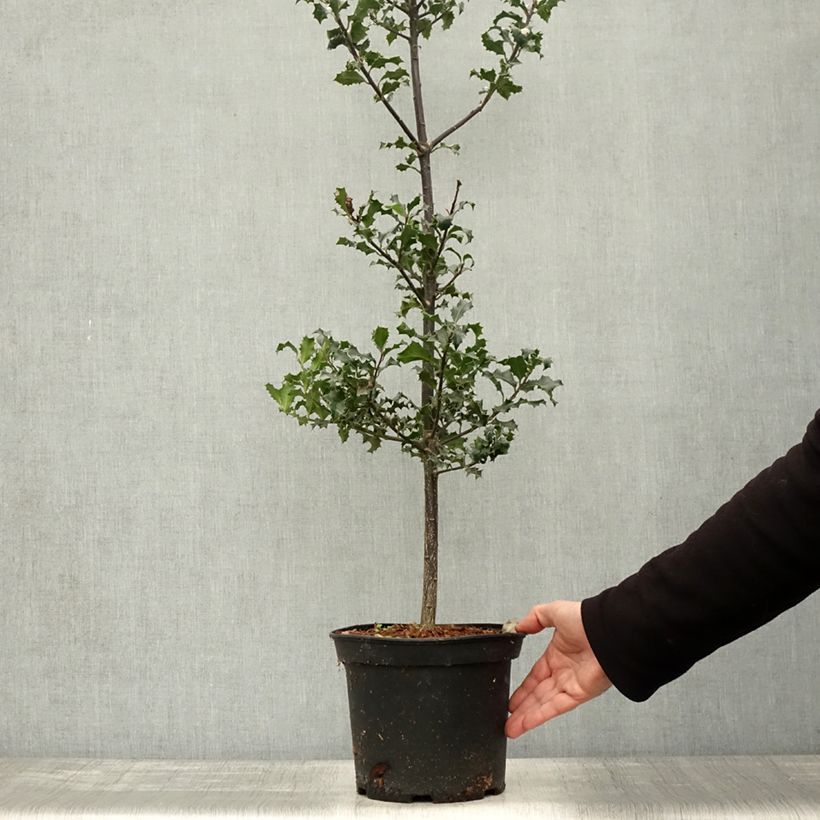 Amostra de Ilex aquifolium Vaso de 7,5 L/10 L tal como entregue no outono