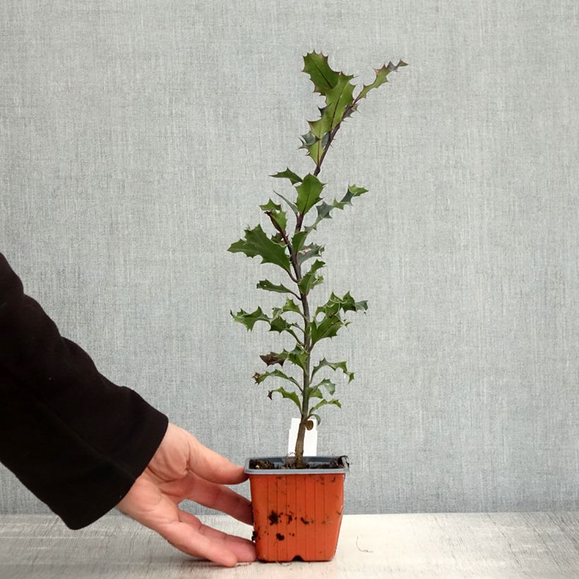 Amostra de Ilex aquifolium Vaso de 8/9 cm tal como entregue no outono
