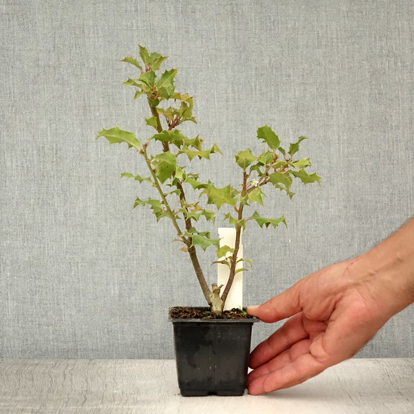 Amostra de Ilex aquifolium Vaso de 8/9 cm tal como entregue no verão