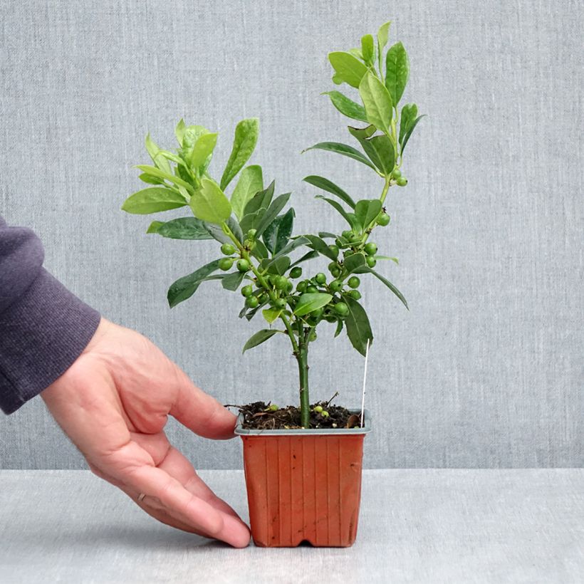 Amostra de Azevinho JC Van Tol Vaso de 8/9 cm tal como entregue na primavera