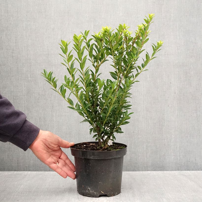 Amostra de Azevinho-japonês Blondie - Ilex crenata Vaso de 2 L/3 L tal como entregue no outono