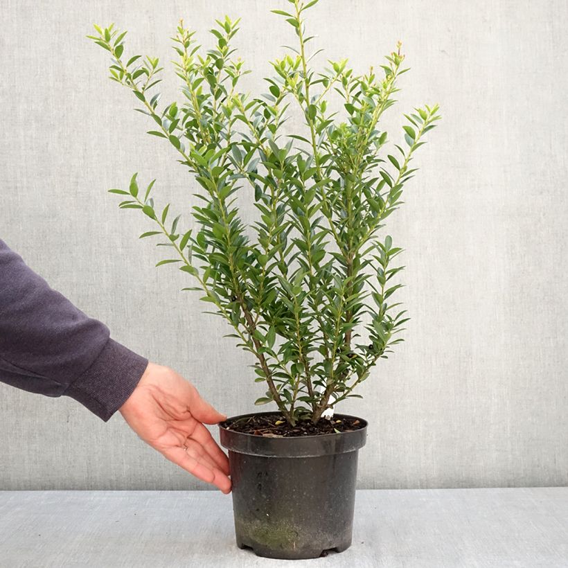 Amostra de Azevinho-japonês Blondie - Ilex crenata Vaso de 2 L/3 L tal como entregue na primavera