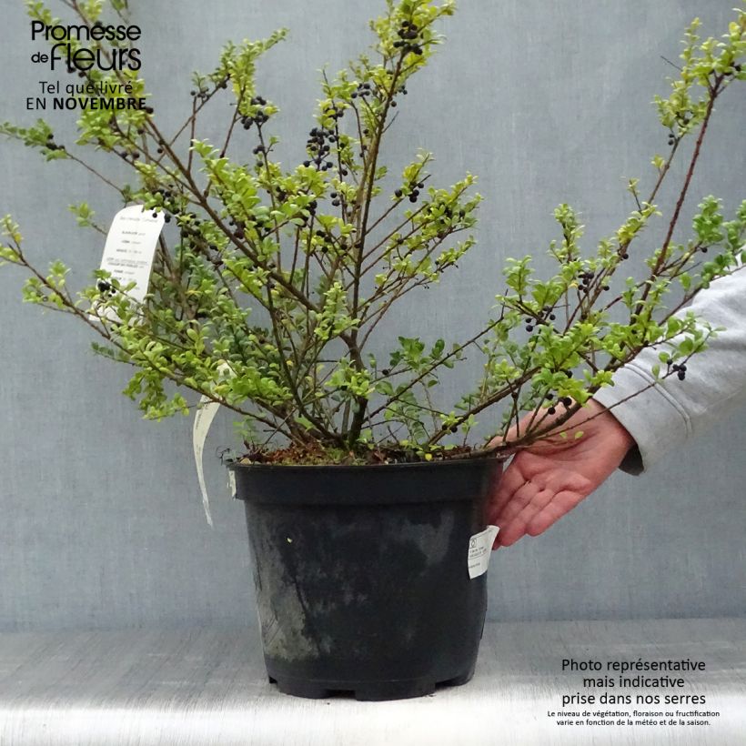 Amostra de Azevinho-japonês Convexa - Ilex crenata Vaso de 7,5 L/10 L tal como entregue no outono