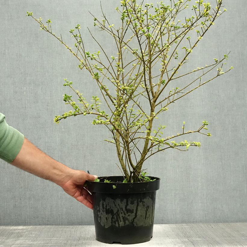 Amostra de Azevinho-japonês Convexa - Ilex crenata Vaso de 7,5 L/10 L tal como entregue no verão