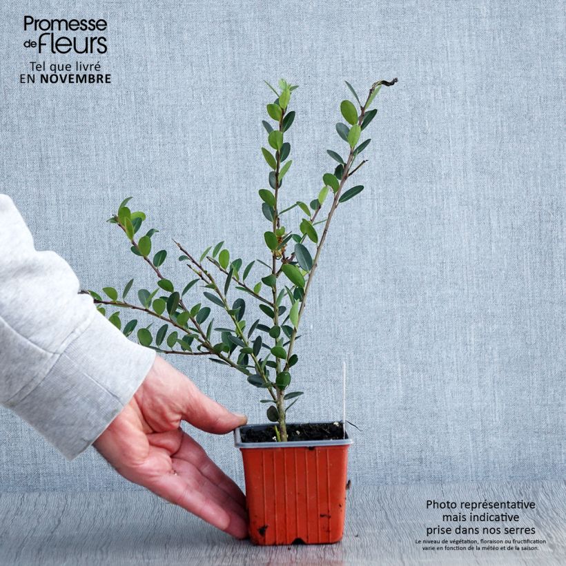 Amostra de Azevinho-japonês Convexa - Ilex crenata Vaso de 8/9 cm tal como entregue no outono
