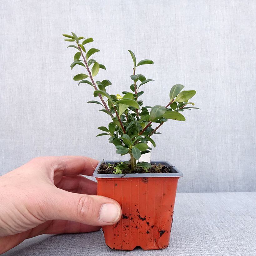 Amostra de Azevinho-japonês Convexa - Ilex crenata Vaso de 8/9 cm tal como entregue no inverno
