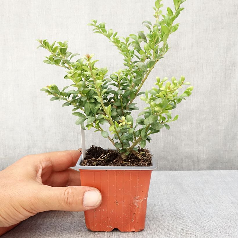 Amostra de Azevinho-japonês Convexa - Ilex crenata Vaso de 8/9 cm tal como entregue no verão