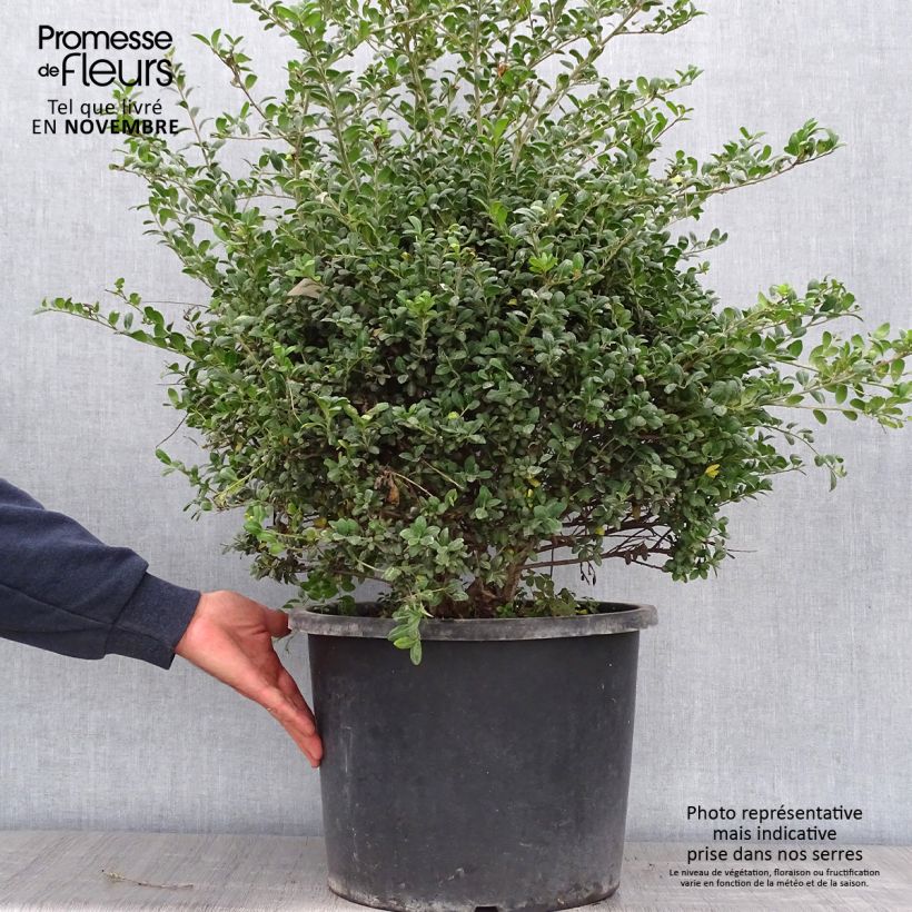 Amostra de Azevinho-japonês Convexa em forma de bola - Ilex crenata Vaso de 7,5 L/10 L, Bola tal como entregue no outono