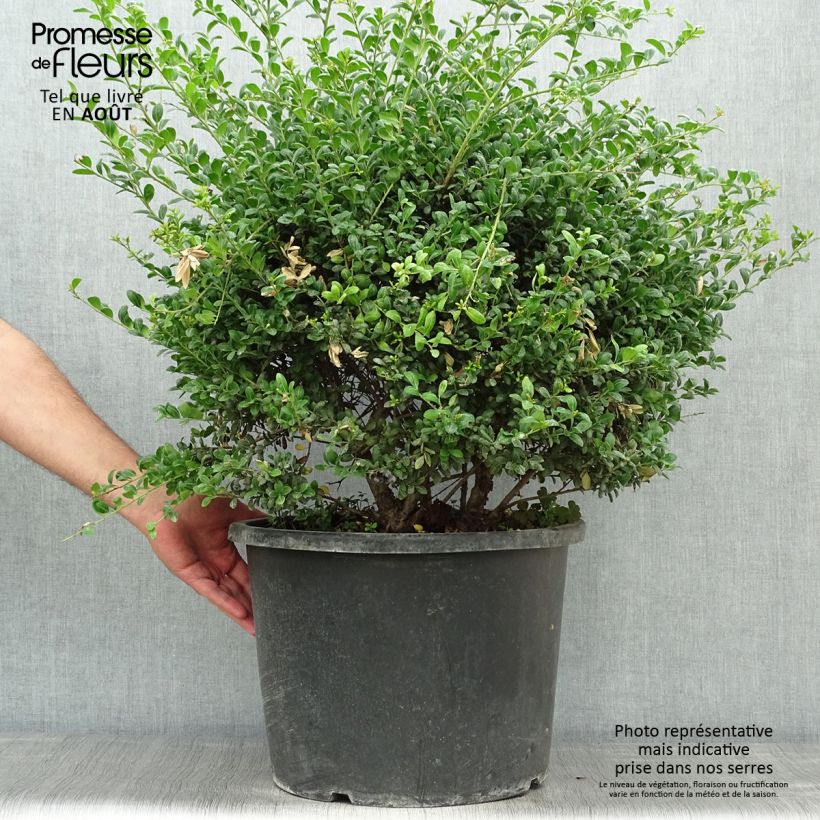 Amostra de Azevinho-japonês Convexa em forma de bola - Ilex crenata Vaso de 7,5 L/10 L, Bola tal como entregue no verão