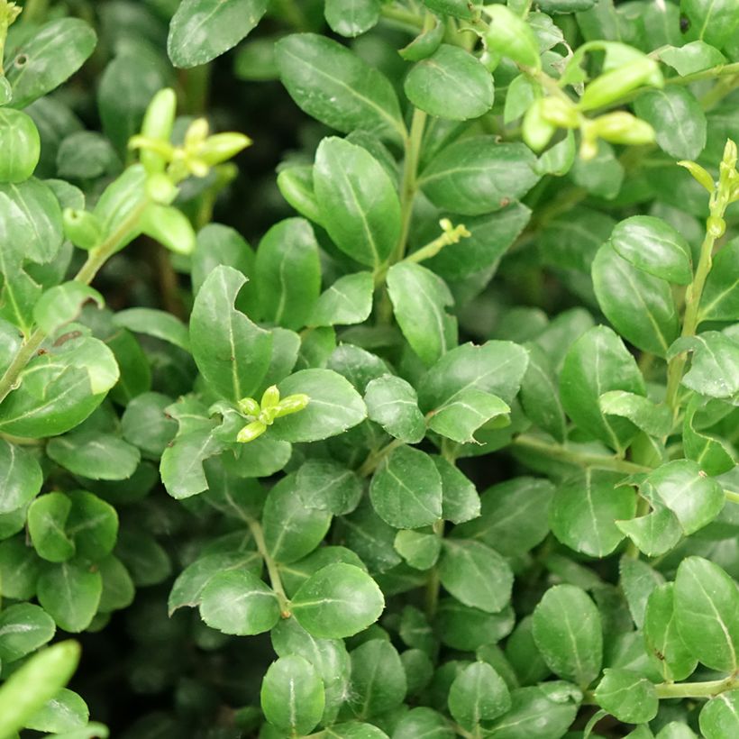 Azevinho-japonês Convexa em forma de bola - Ilex crenata (Folhagem)