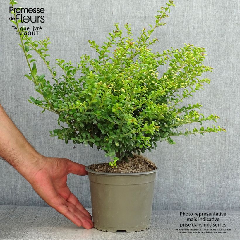 Amostra de Azevinho-japonês Convexed Gold - Ilex crenata Vaso de 12 cm/13 cm tal como entregue no verão