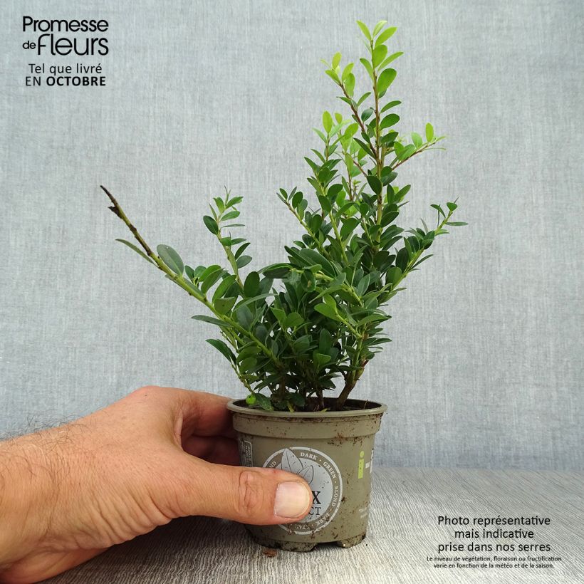 Amostra de Azevinho-japonês Dark Green - Ilex crenata Vaso de 8/9 cm tal como entregue no outono