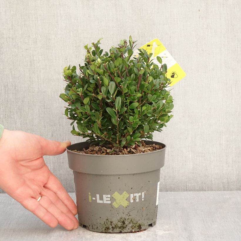 Amostra de Azevinho-japonês Dark Green - Ilex crenata Vaso de 2 L/3 L, Bola tal como entregue no inverno