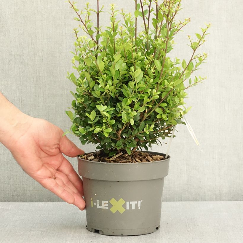 Amostra de Azevinho-japonês Dark Green - Ilex crenata Vaso de 2 L/3 L, Bola tal como entregue na primavera