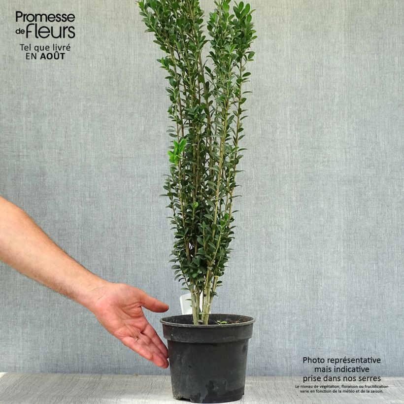 Amostra de Azevinho-japonês Fastigiata - Ilex crenata Vaso de 3 L/4 L tal como entregue no verão