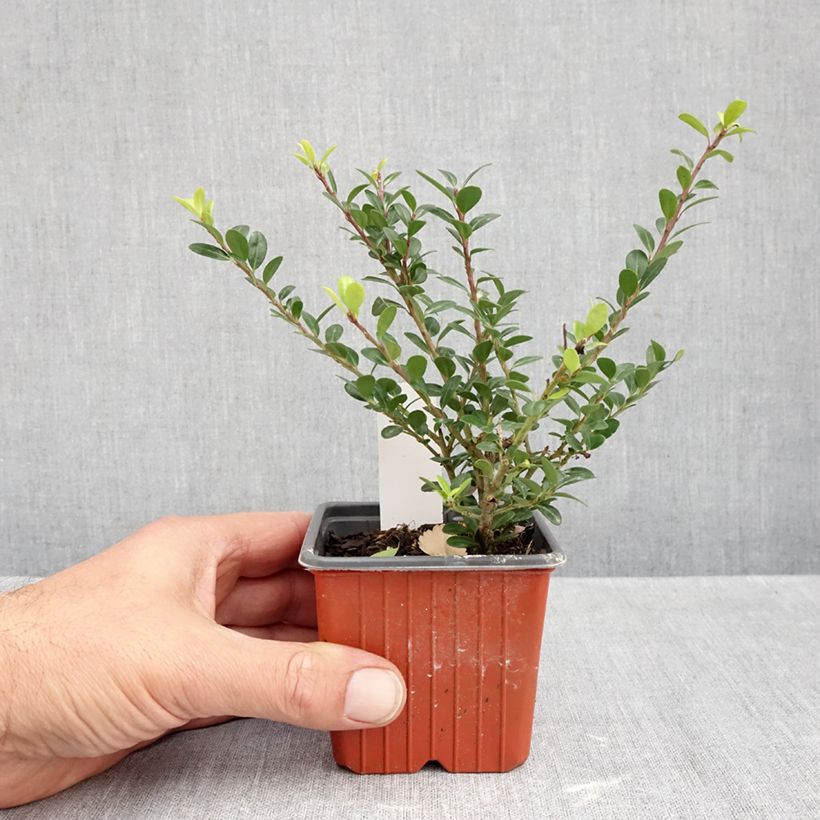 Amostra de Azevinho-japonês Glory Gem - Ilex crenata Vaso de 8/9 cm tal como entregue no outono