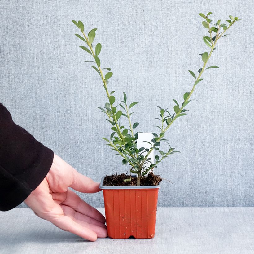 Amostra de Houx crénelé - Ilex crenata Glory Gem Vaso de 8/9 cm tal como entregue no inverno