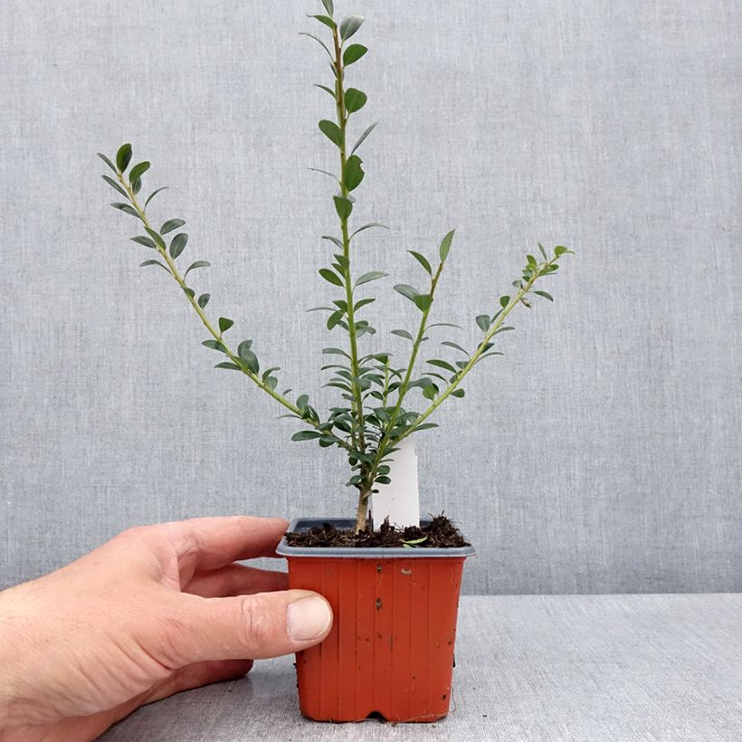 Amostra de Azevinho-japonês Glory Gem - Ilex crenata Vaso de 8/9 cm tal como entregue na primavera
