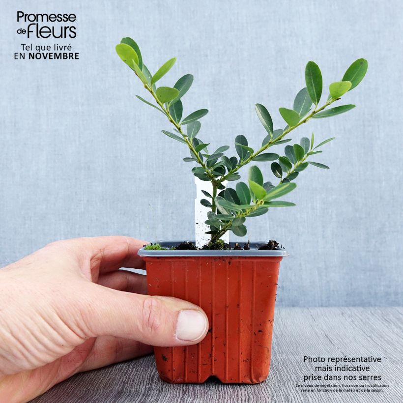 Amostra de Azevinho-japonês Green Hedge - Ilex crenata Vaso de 8/9 cm tal como entregue no outono