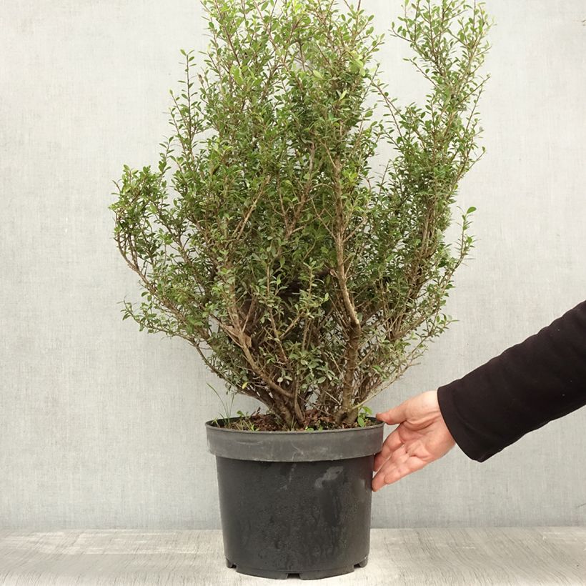 Amostra de Houx crénelé - Ilex crenata Green Hedge Pot de 7,5L/10L tal como entregue no outono