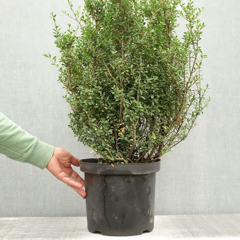 Amostra de Azevinho-japonês Green Hedge - Ilex crenata Vaso de 7,5 L/10 L tal como entregue no verão