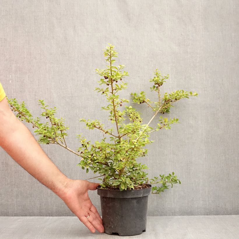Amostra de Azevinho-japonês Green Lustre - Ilex crenata Vaso de 2 L/3 L tal como entregue no verão
