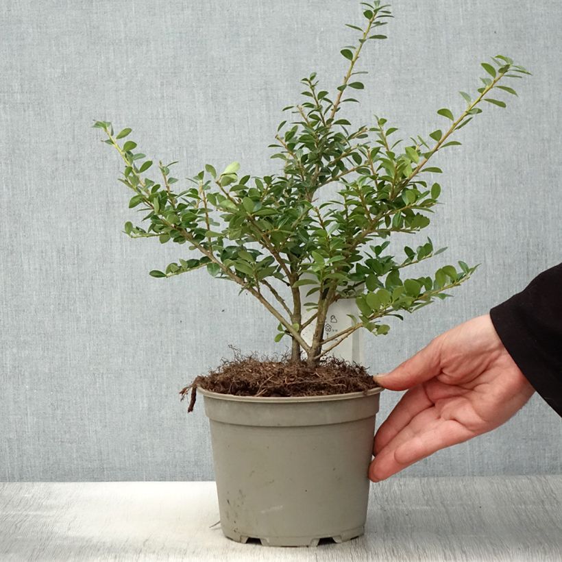 Amostra de Azevinho-japonês Green Lustre - Ilex crenata Vaso de 2 L/3 L tal como entregue na primavera