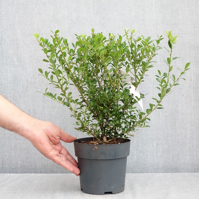 Amostra de Azevinho-japonês Luxus Hedge - Ilex crenata Vaso de 2 L/3 L tal como entregue no outono