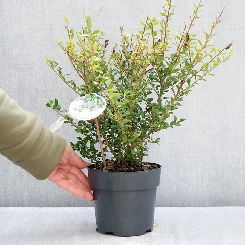 Amostra de Houx crénelé - Ilex crenata Luxus Hedge Vaso de 2 L/3 L tal como entregue no inverno
