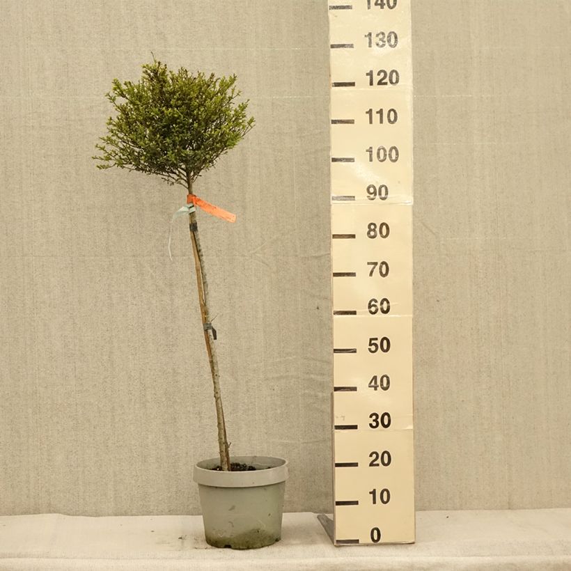 Amostra de Azevinho-japonês Kinme - Ilex crenata Vaso de 7,5 L/10 L, 1/4 de haste tal como entregue no outono