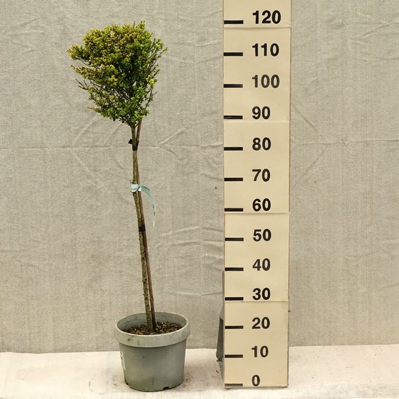 Amostra de Azevinho-japonês Kinme - Ilex crenata Vaso de 7,5 L/10 L, 1/4 de haste tal como entregue no verão