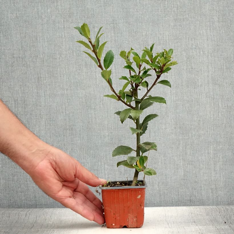 Amostra de Azevinho azul Heckenpracht Vaso de 8/9 cm tal como entregue no verão