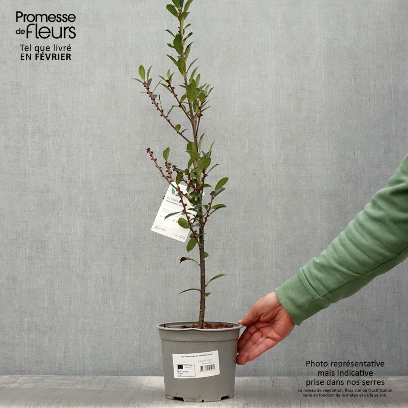 Amostra de Houx - Ilex x meserveae Heckenpracht Vaso de 2 L/3 L tal como entregue no inverno