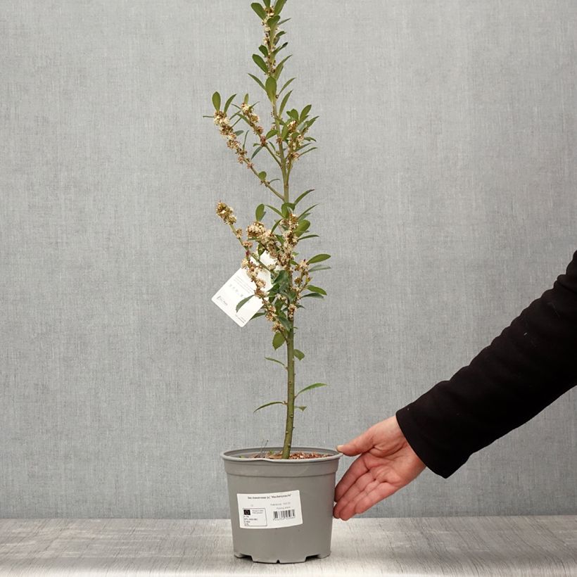 Amostra de Azevinho azul Heckenpracht Vaso de 2 L/3 L tal como entregue na primavera