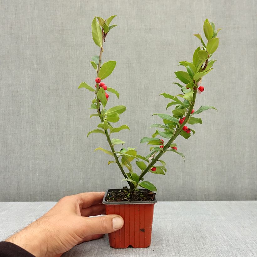 Amostra de Azevinho azul Mesid Vaso de 8/9 cm tal como entregue no verão