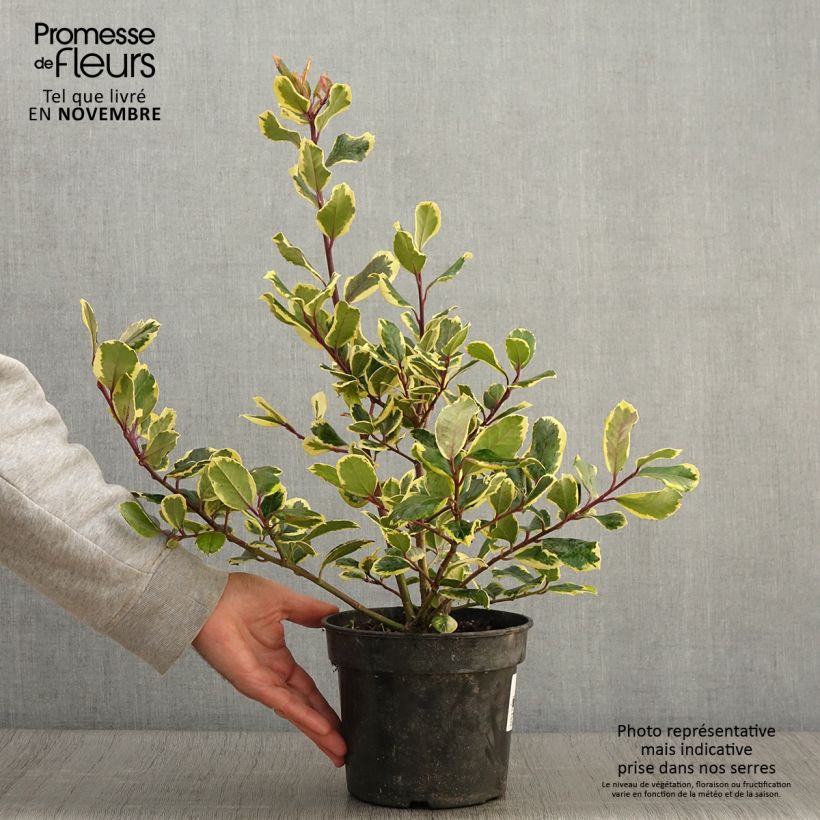 Amostra de Ilex Golden King Vaso de 2 L/3 L tal como entregue no outono