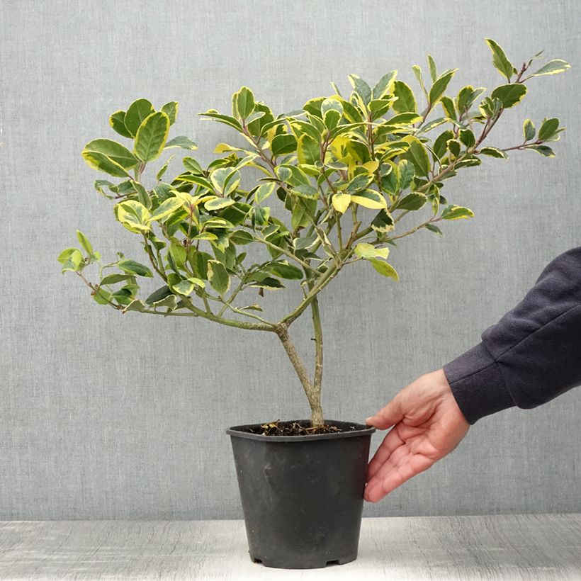 Amostra de Ilex Golden King Vaso de 2 L/3 L tal como entregue no verão