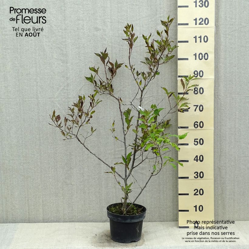Amostra de Ilex verticillata Magical Daydream Vaso de 4 L/5 L tal como entregue no verão