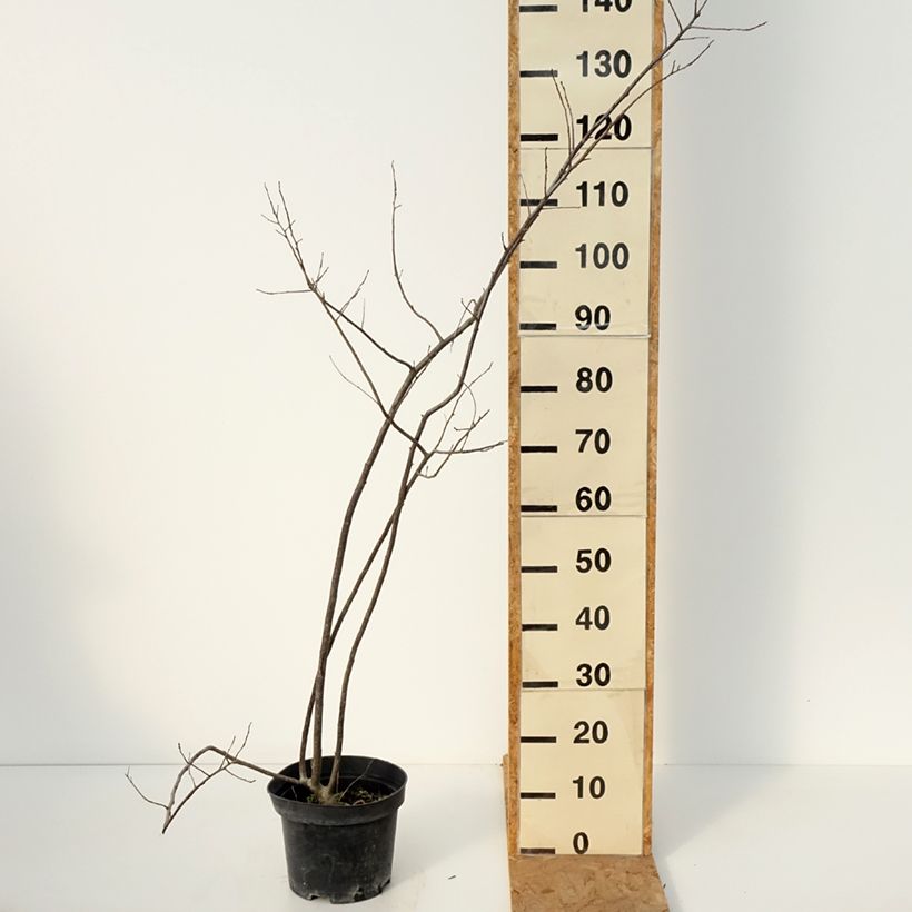Amostra de Ilex verticillata Oosterwijk Vaso de 4 L/5 L tal como entregue no outono